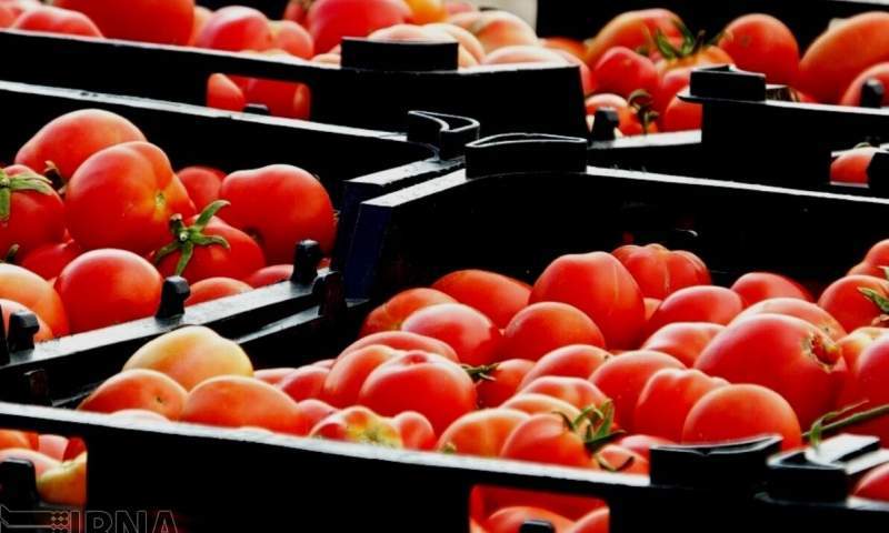 برداشت  ۵۰ هزار تن گوجه فرنگی از شهرستان مهر