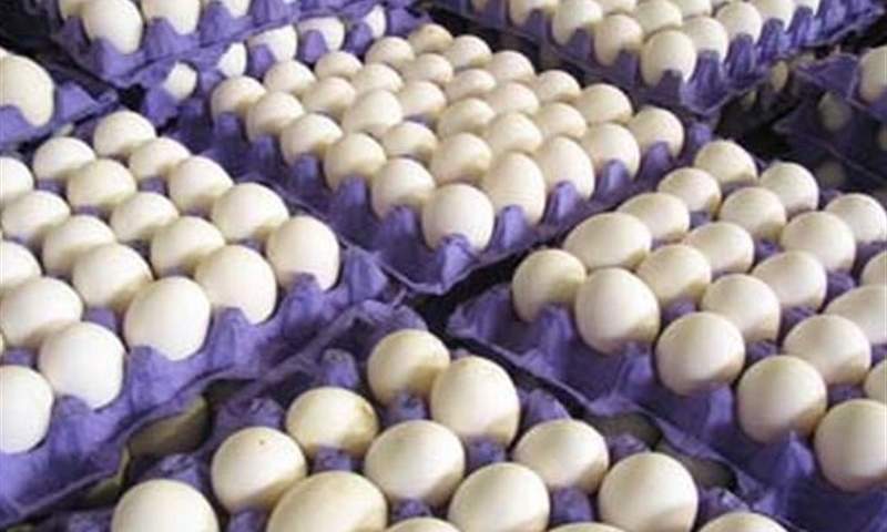 تولید روزانه ۲۸۰۰ تا ۲۹۰۰ تن تخم مرغ در کشور