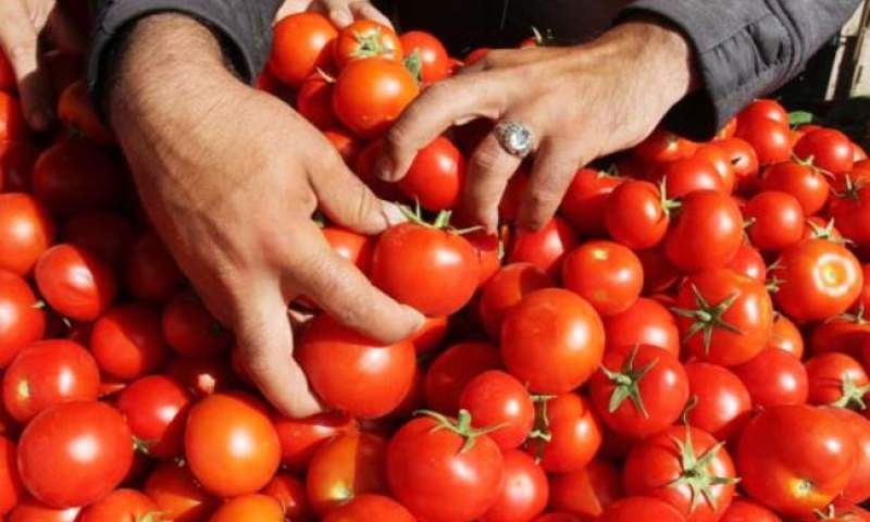 سرمای زودهنگام بر نوسان قیمت گوجه فرنگی دامن زد