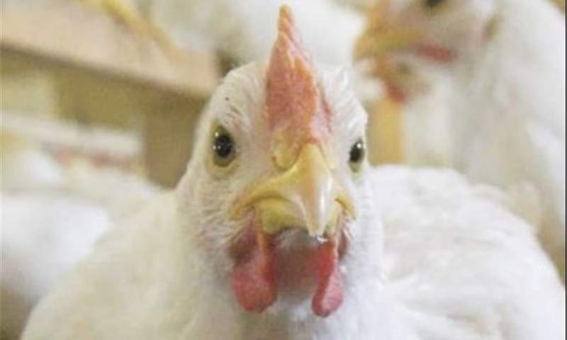 کاهش قیمت مرغ به ۱۲ هزار تومان