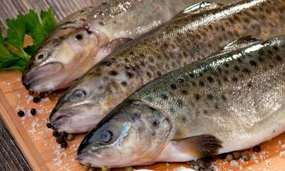 صادرات ۷۸ تُن ماهی منجمد ازکردستان به خارج از کشور