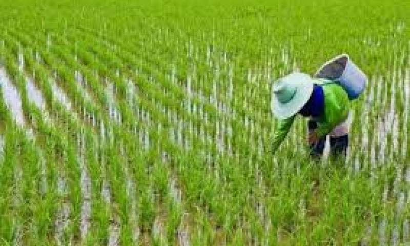 رکورد تولید برنج ایران در تاریخ شکست