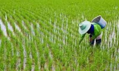 رکورد تولید برنج ایران در تاریخ شکست