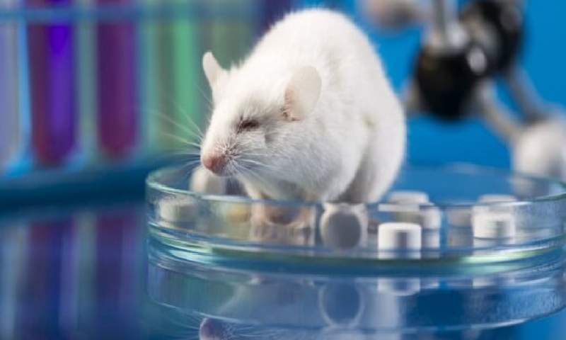 مطالعه روش‌های درمانی نوین با تولید حیوانات مدل محققان کشور