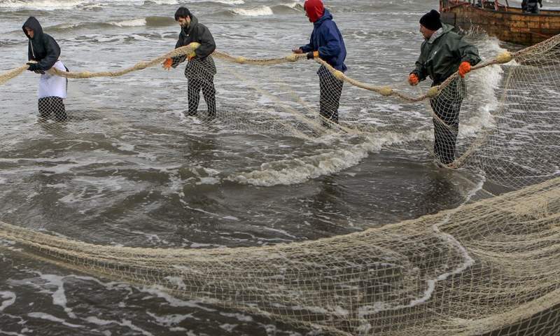 فائو و تولید «ماهی در قفس» در ایران