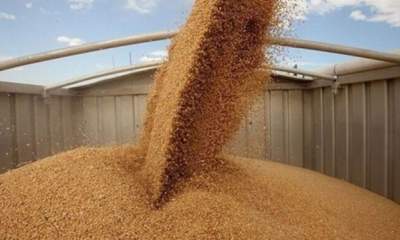ایران یک میلیون تن گندم از بازار جهانی خریداری کرد