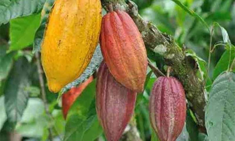 نجات مزارع کاکائو در آفریقا با کود بیولوژیک ایرانی