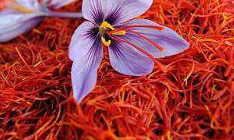 صادرات زعفران به بیش از ۱۳۲ تن رسید