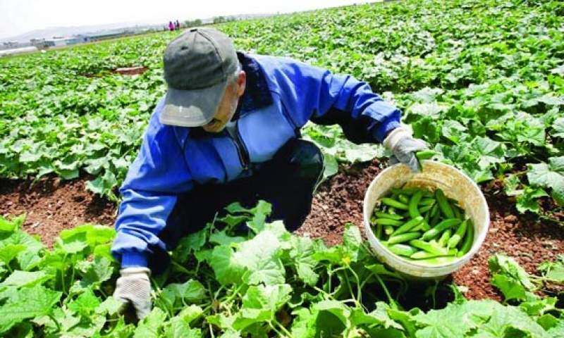 تولید سالانه بیش از 16 میلیون تن محصول کشاورزی در خوزستان