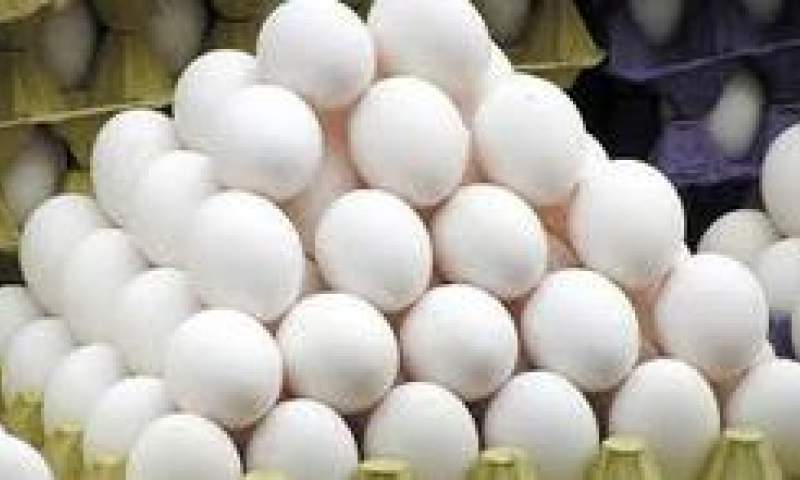تولید تخم مرغ به یک میلیون تن می‌رسد
