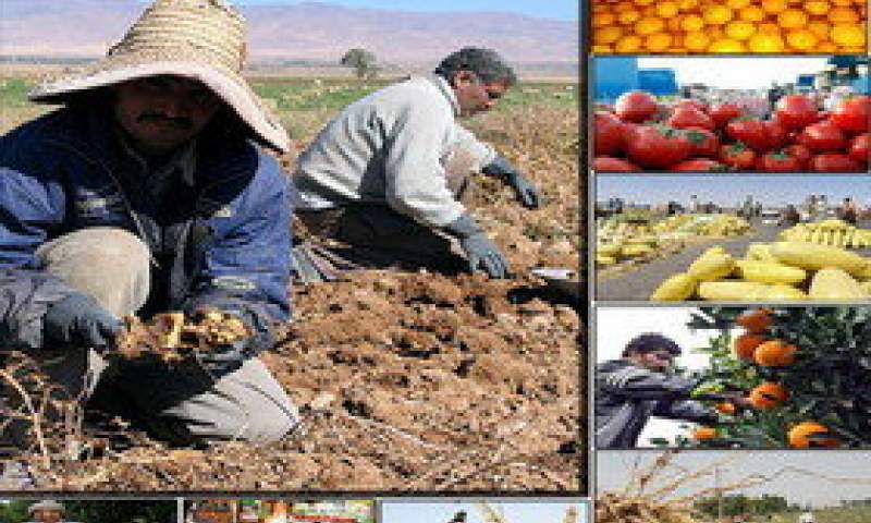 تولید 5 میلیون تن محصولات کشاورزی در سیستان و بلوچستان