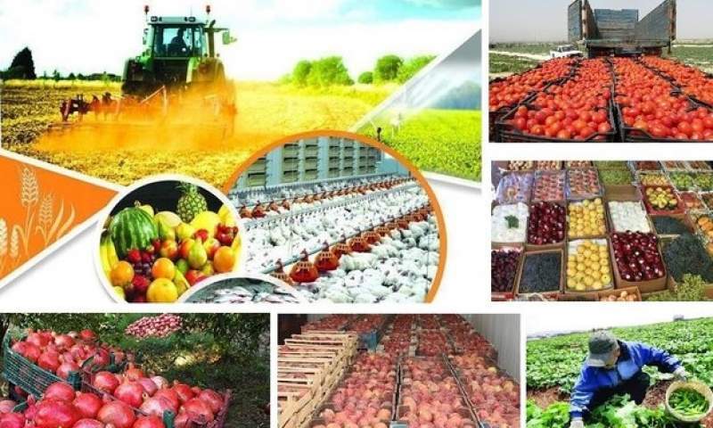 تولید محصولات کشاورزی به ۱۲۸ میلیون تن می‌رسد