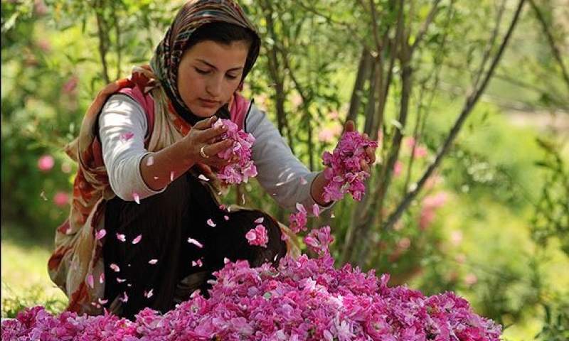 ایران؛ بزرگترین پرورش دهنده گل محمدی در جهان