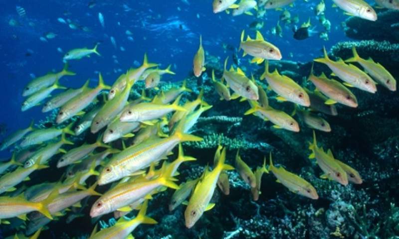 تولید گامت ماهی آزاد دریای خزر در ماهی قزل‌آلا با سلول‌های بنیادی