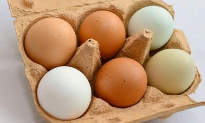 نرخ یک شانه تخم مرغ ۱۶ هزار تومان است