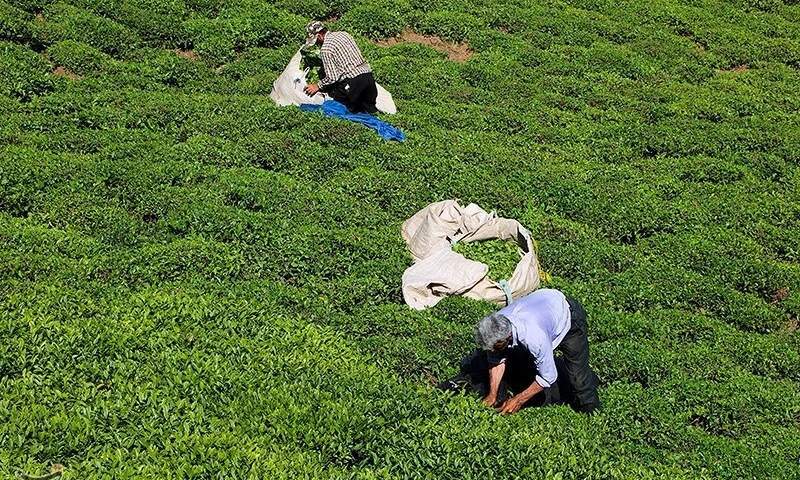 پیش بینی جهش ۱۵ درصدی تولید چای کشور در سال ۹۹