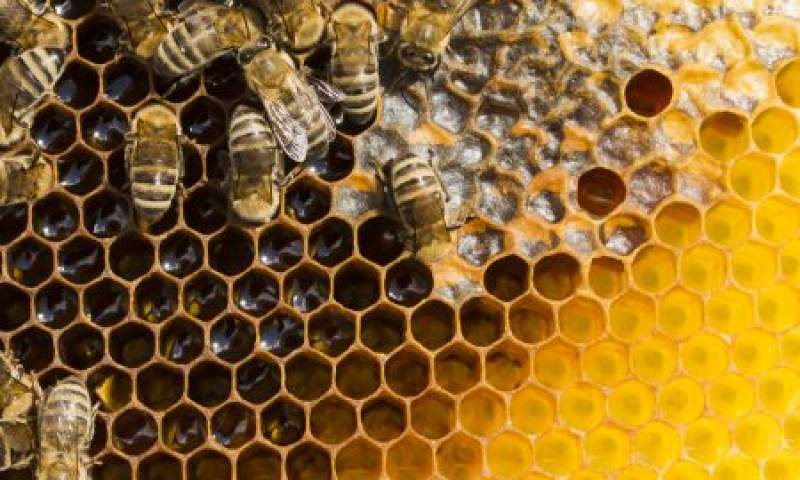تولید عسل به ۹۰ هزار تن رسید