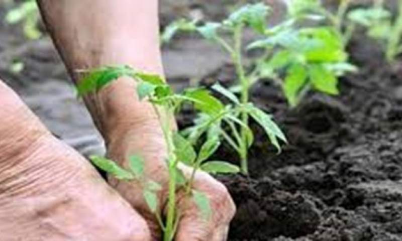 اقدامات و تصمیمات ستاد مدیریت بیماری کرونا در وزارت جهاد کشاورزی اعلام شد