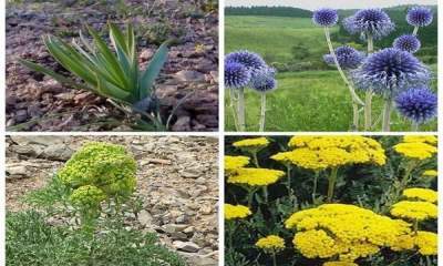 راه‌اندازی فاز دوم پایگاه داده‌های گیاهان دارویی زیست‌بوم ایران با معرفی ۱۰۰ گیاه برتر