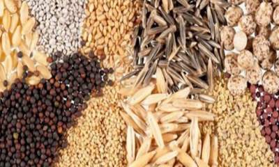 دانش انحصاری تولید بذر در جهان