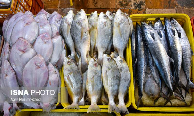 از چالش‌های تامین خوراک دام و بچه ماهی تا خرید حمایتی ماهی