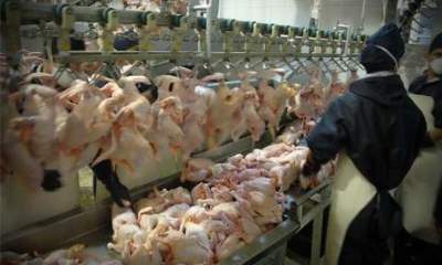 چالش تولیدکنندگان مرغ