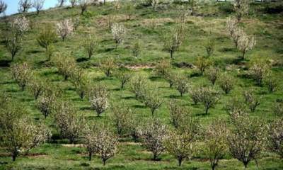 ۶۱ هزار هکتار باغ در اراضی شیب‌دار و کم بازده کشور