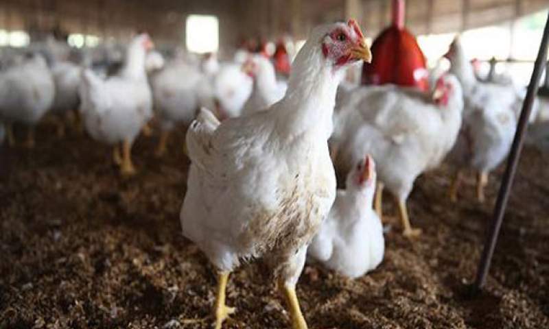 جهاد کشاورزی اعلام کند قادر به تامین نهاده های مرغداران نیست