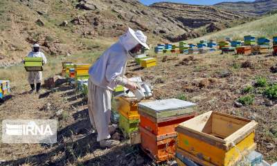 ایران، چهارمین تولیدکننده عسل جهان