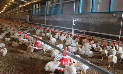 تأمین نصف نیاز کشور به مرغ گوشتی با عرضه جوجه آرین از آبان