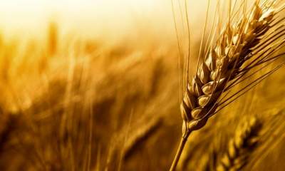 قیمت خرید گندم عادلانه تعیین شود
