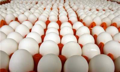احتمال واردات تخم مرغ در صورت تداوم شرایط فعلی