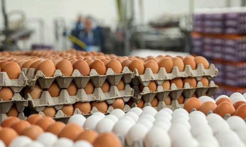 صادرات تخم مرغ منوط به مجوز وزارت کشاورزی شد+ سند