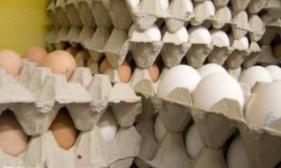 آخرین قیمت مرغ و تخم مرغ در بازار