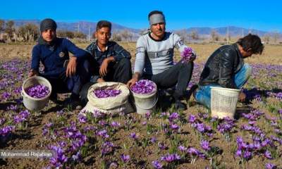 حداقل قیمت خرید گل زعفران کیلویی 150 هزار و نگین زعفران 20 میلیون تومان