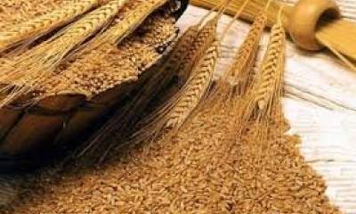 کاهش ۴ درصدی خرید گندم در لرستان