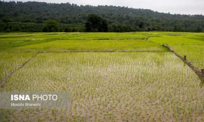نابودی ۵۰ درصد منابع آب زیرزمینی گلستان با افزایش بی‌رویه کشت برنج