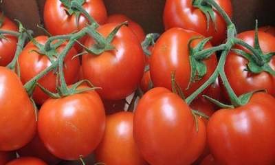 آغاز توزیع گوجه فرنگی جنوب در میادین کیلویی ۱۱ هزار تومان
