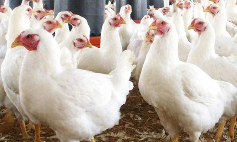 90درصد نهاده‌های دامی تبدیل به مرغ برای توزیع در شبکه نشده است