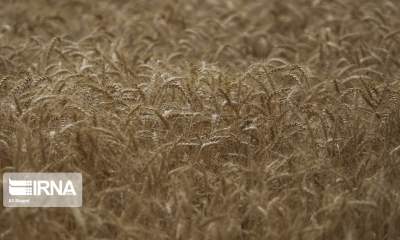 رییس مرکز روابط عمومی وزارت جهاد کشاورزی: ۳۸۰ هزار تن بذر گندم در اختیار کشاورزان قرار گرفت