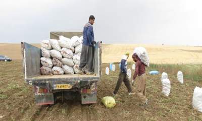 صادرات 400 کامیون سیب زمینی به عراق