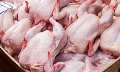 معاون وزارت جهاد کشاورزی خبر داد: توزیع مرغ گرم در بازار با قیمت ۱۸ هزار و ۵۰۰ تومان