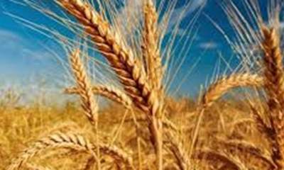 افزایش ۷ درصدی کشت گندم آبی و ۴ درصدی گندم دیم