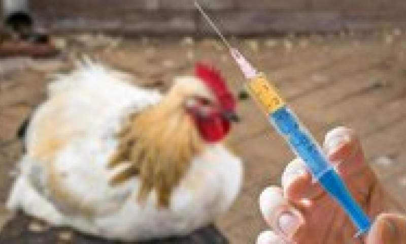 صدور مجوز تولید واکسن بیماری آنفولانزای فوق حاد پرندگان در کشور