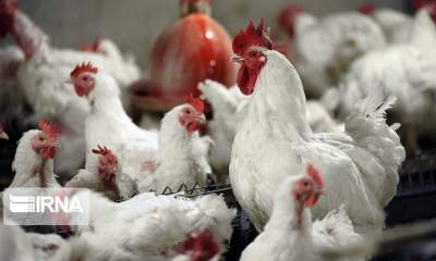 مصرف مرغ با وزن بیش از ۱.۸ کیلوگرم برای سلامت مضر است