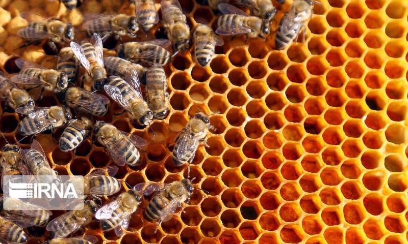 امسال حدود پنج هزار و ۵۰۰ تن عسل در مازندران تولید شد