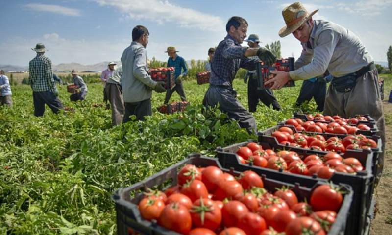 روسیه واردات سیب و گوجه فرنگی از آذربایجان را ممنوع کرد