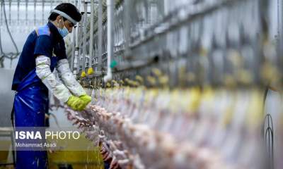 بازخوانی پرونده علت تلف شدن و کمبود مرغ در کشور