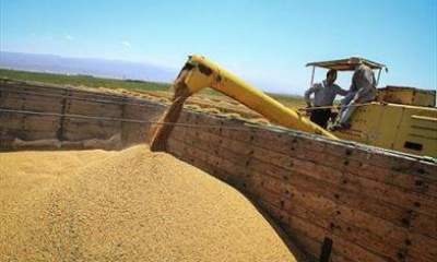 ۱۴۰۰ تن بذر علوفه ای در گمرک مانده/کشاورز تمایلی به خرید بذر۱۵۰ هزار تومانی ندارد