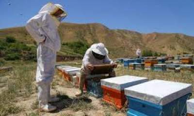 ۱۰ درصد زنبورداران مازندران به جنوب‌ کشور کوچ کردند